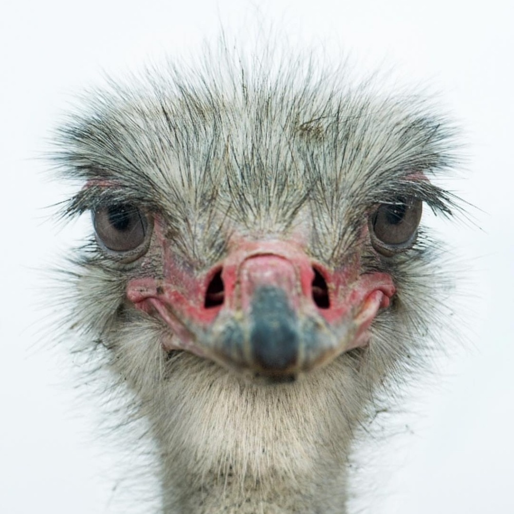 Meet your Posher, Cassandra